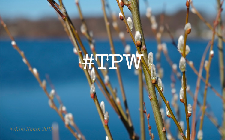 TPW
